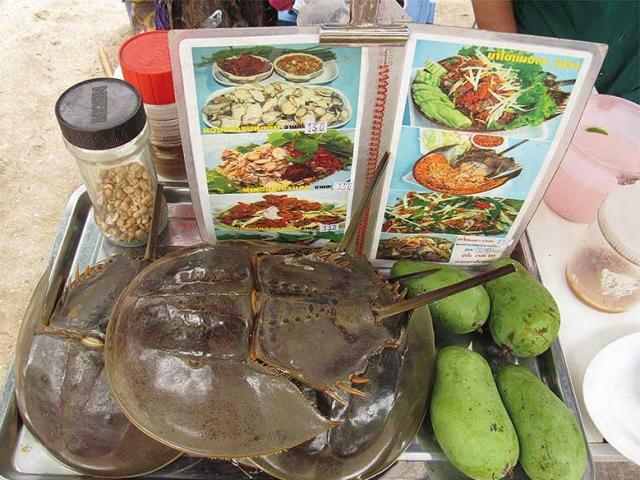 Ẩm thực - Đến cửa sông thưởng thức sam biển Cần Giờ