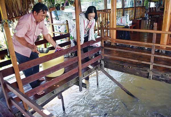 Dụ cá sông vào nhà để làm… thú cưng - 1