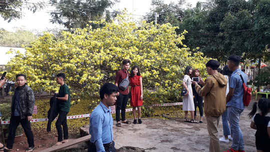 Hàng ngàn người đến thưởng lãm cây mai &#34;khủng&#34; ở Đồng Nai - 2