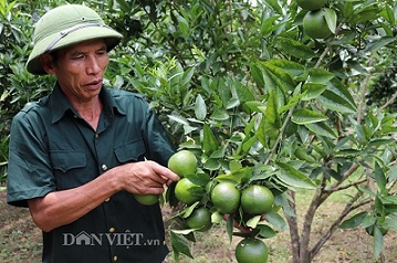 Trồng giống quýt thơm, trái từng chùm, ông Thoản đút túi 200 triệu/năm - 1