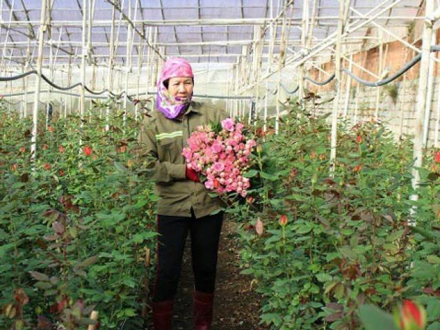 Thị trường - Tiêu dùng - Trồng 5.000m2 hoa hồng, mỗi tháng bỏ túi 50 triệu đồng ngon ơ