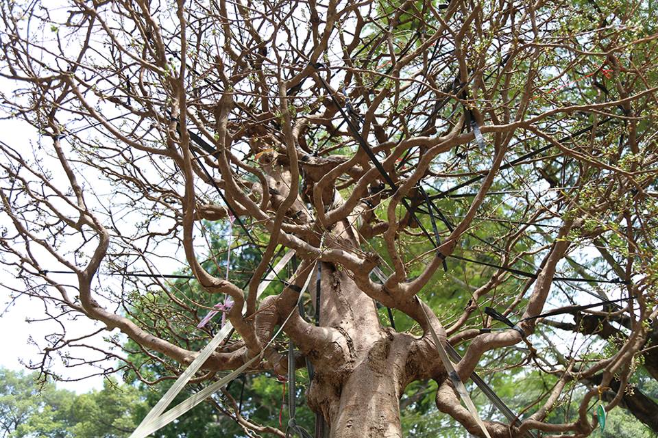 “Cụ mai” 140 năm tuổi được rao bán 2 tỉ đồng tại TP.HCM - 2