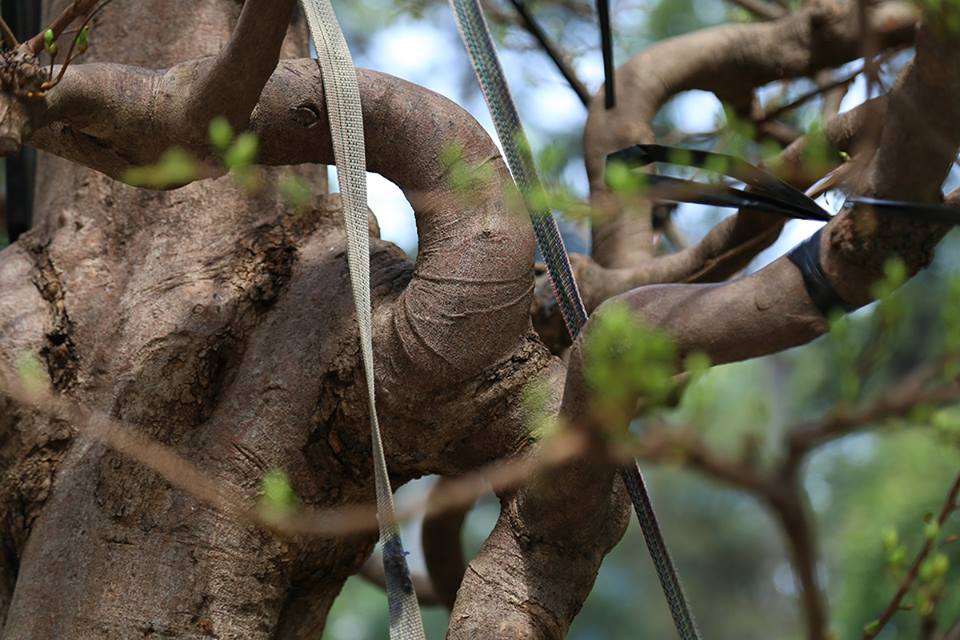 “Cụ mai” 140 năm tuổi được rao bán 2 tỉ đồng tại TP.HCM - 4