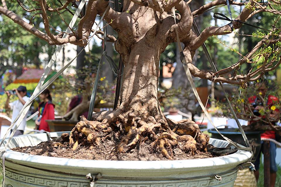 “Cụ mai” 140 năm tuổi được rao bán 2 tỉ đồng tại TP.HCM - 5