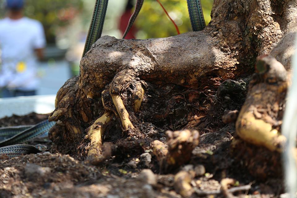 “Cụ mai” 140 năm tuổi được rao bán 2 tỉ đồng tại TP.HCM - 3