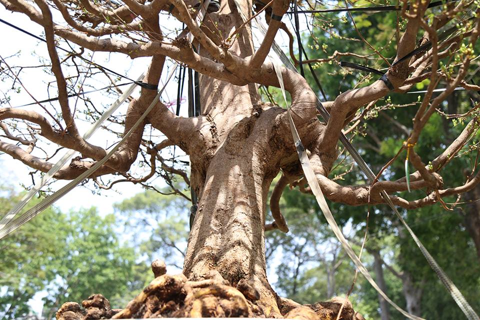 “Cụ mai” 140 năm tuổi được rao bán 2 tỉ đồng tại TP.HCM - 6