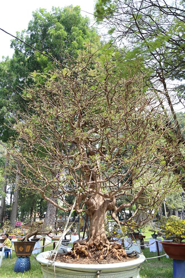 “Cụ mai” 140 năm tuổi được rao bán 2 tỉ đồng tại TP.HCM - 10