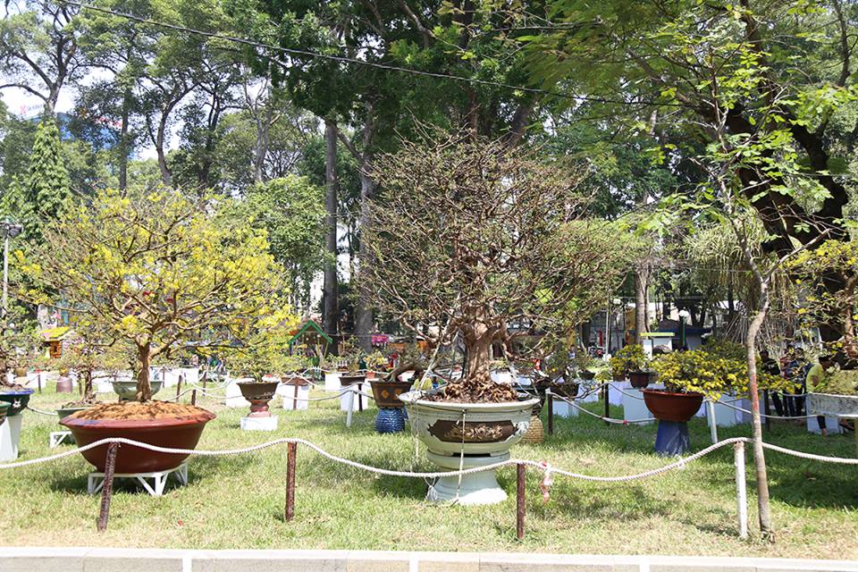 “Cụ mai” 140 năm tuổi được rao bán 2 tỉ đồng tại TP.HCM - 8