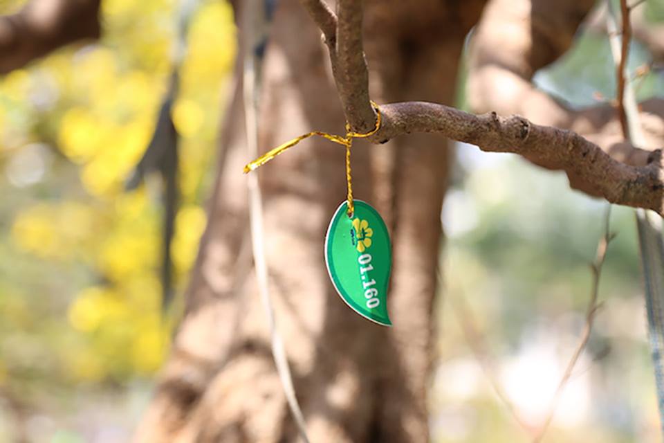 “Cụ mai” 140 năm tuổi được rao bán 2 tỉ đồng tại TP.HCM - 11