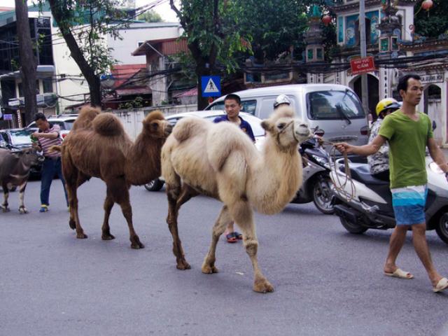 Tin tức trong ngày - Tiết lộ vai trò đặc biệt của 2 con lạc đà từng “đi lạc” trên phố Hà Nội