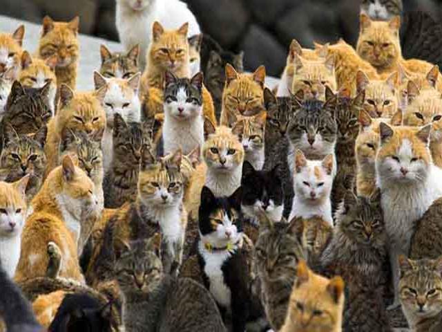 Hòn đảo nơi mèo thống trị, số lượng ”boss” nhiều gấp 6 lần con người