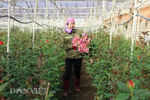 Trồng 5.000m2 hoa hồng, mỗi tháng bỏ túi 50 triệu đồng ngon ơ - 2