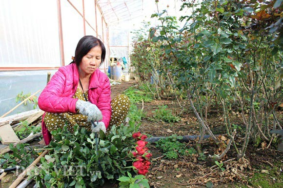 Trồng 5.000m2 hoa hồng, mỗi tháng bỏ túi 50 triệu đồng ngon ơ - 3