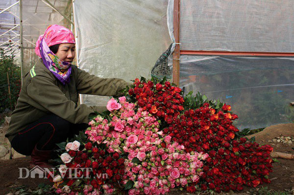 Trồng 5.000m2 hoa hồng, mỗi tháng bỏ túi 50 triệu đồng ngon ơ - 4