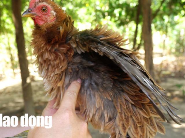Kỳ lạ giống gà lông ngược, chỉ nuôi chứ không bán