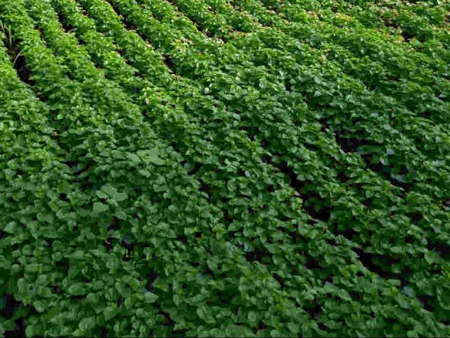 Thị trường - Tiêu dùng - Làm giàu khác người: Trồng loài rau dại nhiều nơi vứt đi, kiếm bộn tiền
