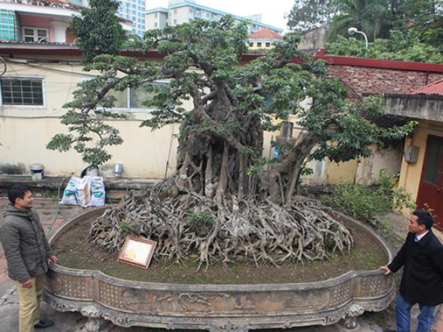 Thị trường - Tiêu dùng - Hai cây sanh “khủng” của doanh nhân bí ẩn ở Hà Nội