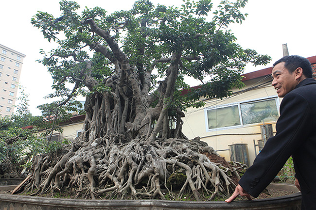 Sau khi mua về, chủ nhân đã trồng cây vào một chiếc chậu (dài 4,8m, rộng 3m, cao 0,5m) và chăm sóc theo nghệ thuật bonsai