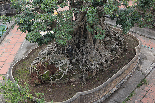 Theo chủ nhân của cây, để sở hữu cây sanh cổ độc đáo này rất khó khăn. Năm 2010, cây được giám định của bộ môn Dược liệu trường Đại học Dược Hà Nội, xét theo mẫu vật lấy tại cành cây sanh này cho số tuổi khoảng 152 năm tuổi và được cấp bằng công nhận “cây sanh cổ trồng chậu có chu vi bộ rễ lớn nhất Việt Nam”