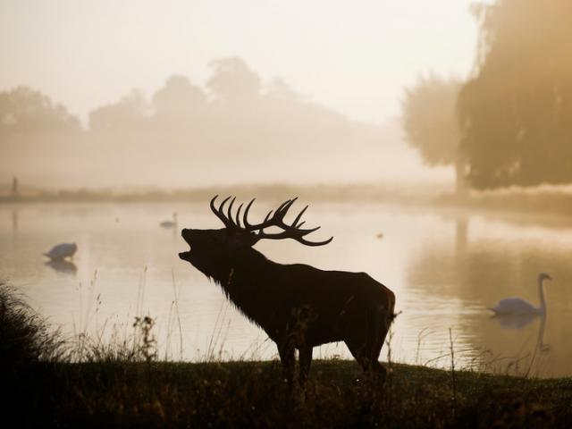 Thế giới - Bệnh dịch “xác sống” lan tràn ở Mỹ đe dọa đến con người