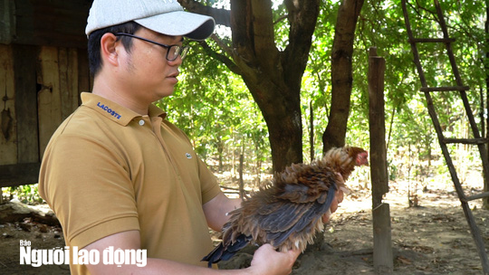 Kỳ lạ giống gà lông ngược, chỉ nuôi chứ không bán - 8