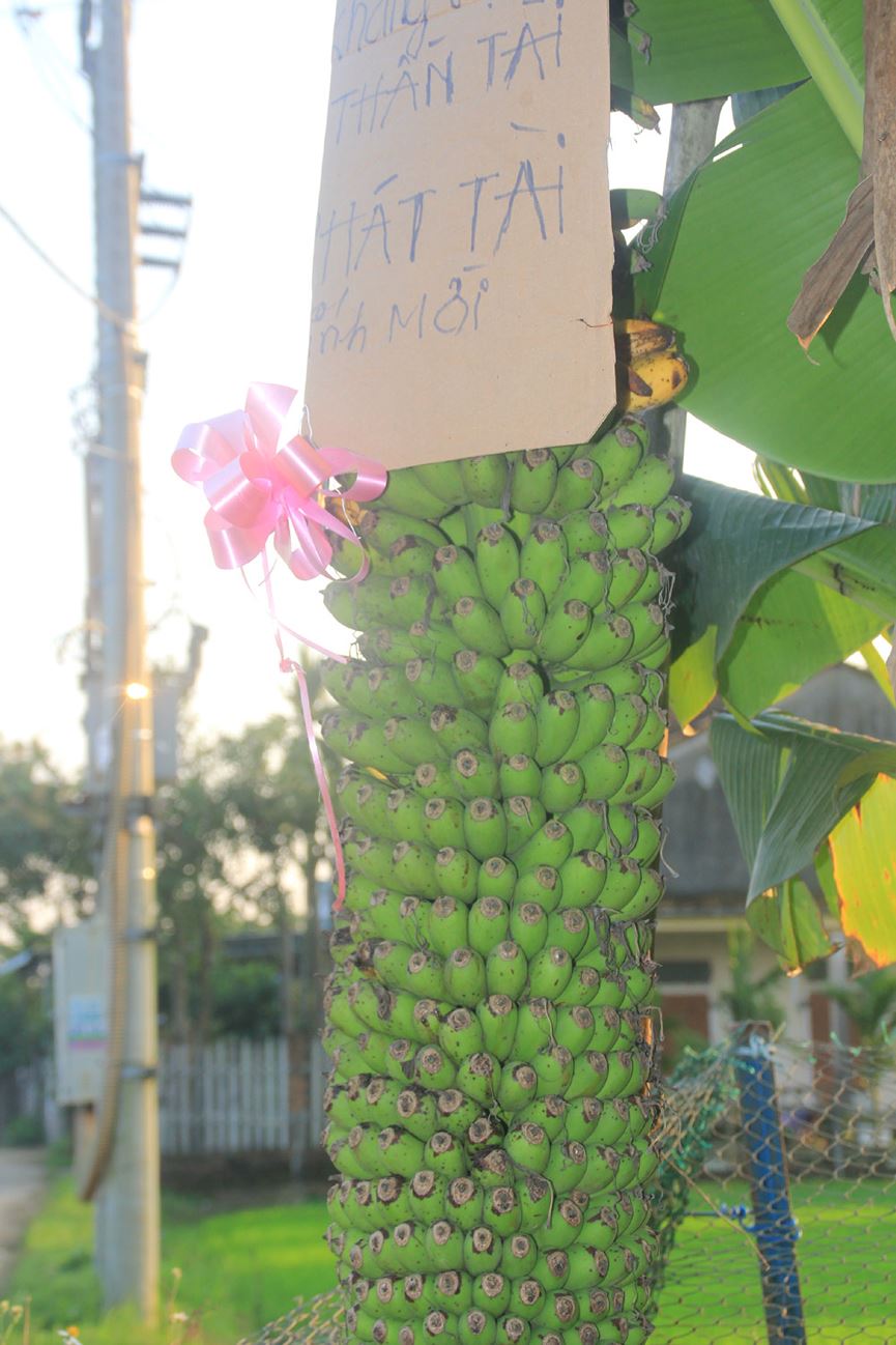 Lạ lùng buồng chuối ra trái "đếm không xuể" - 5