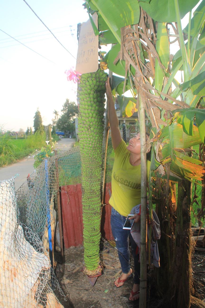 Lạ lùng buồng chuối ra trái "đếm không xuể" - 2