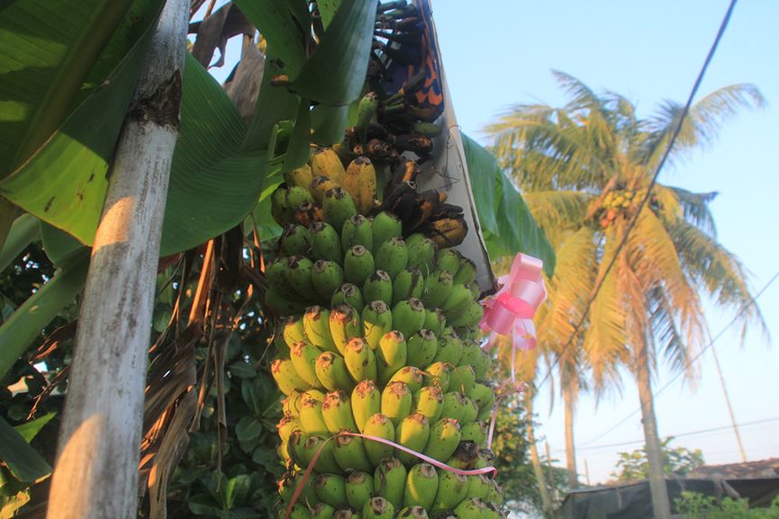 Lạ lùng buồng chuối ra trái "đếm không xuể" - 8
