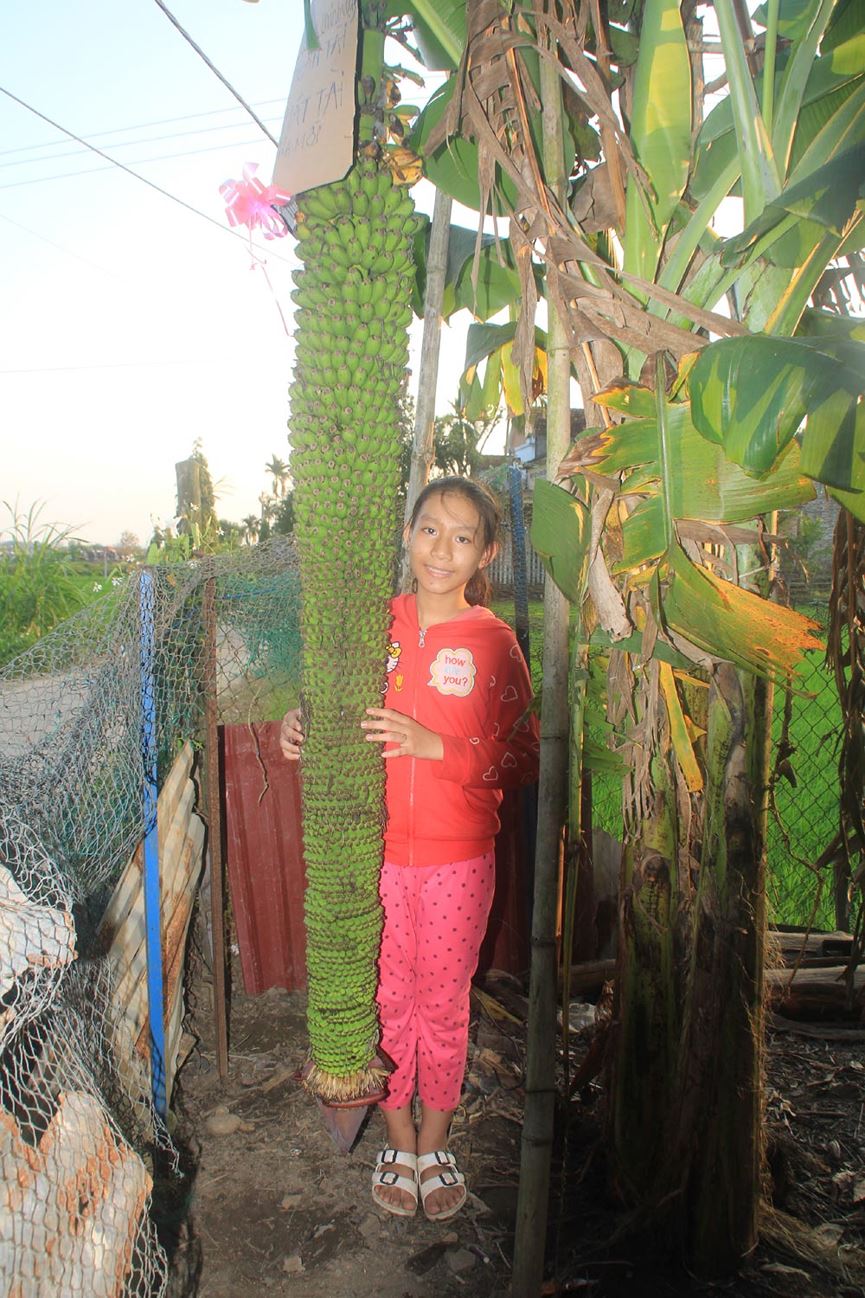 Lạ lùng buồng chuối ra trái "đếm không xuể" - 3