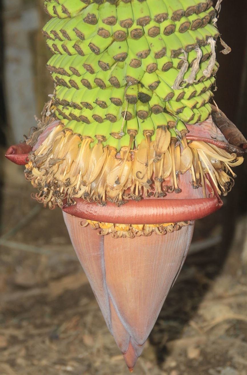 Lạ lùng buồng chuối ra trái "đếm không xuể" - 7