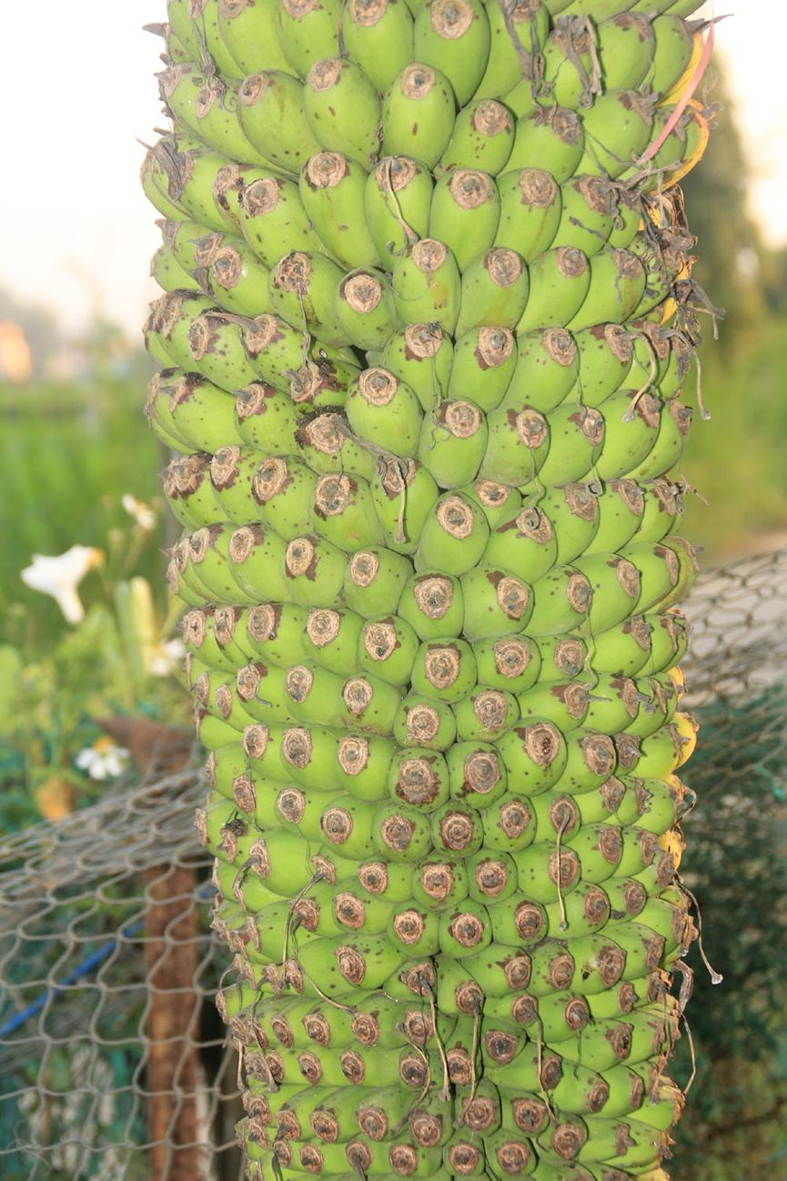 Lạ lùng buồng chuối ra trái "đếm không xuể" - 6