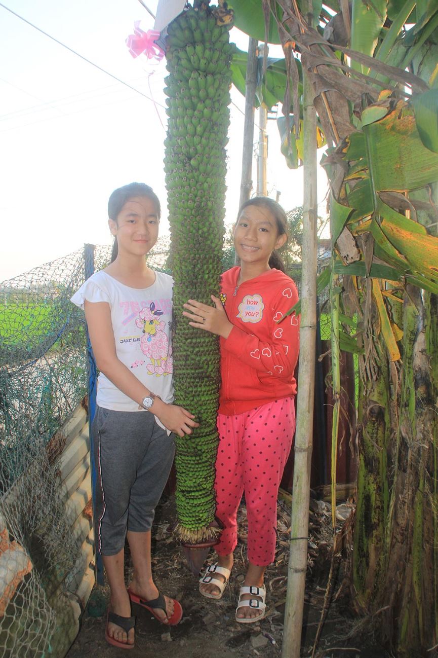 Lạ lùng buồng chuối ra trái "đếm không xuể" - 4