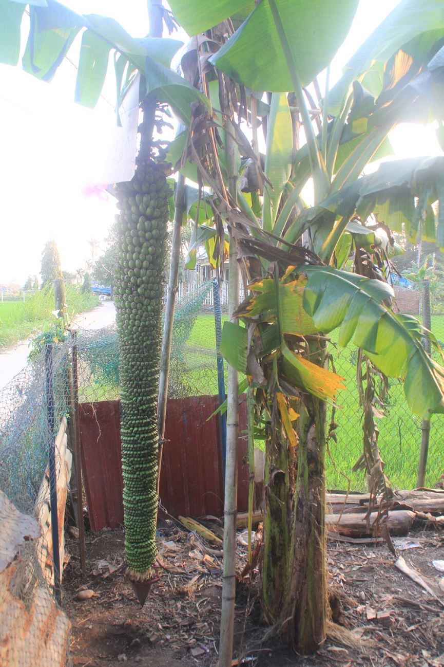 Lạ lùng buồng chuối ra trái "đếm không xuể" - 1