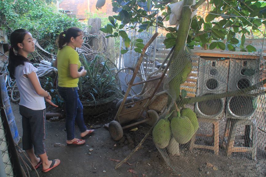 Lạ lùng buồng chuối ra trái "đếm không xuể" - 12