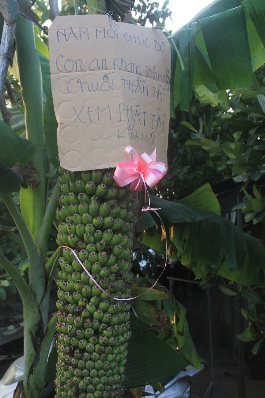 Lạ lùng buồng chuối ra trái "đếm không xuể" - 9