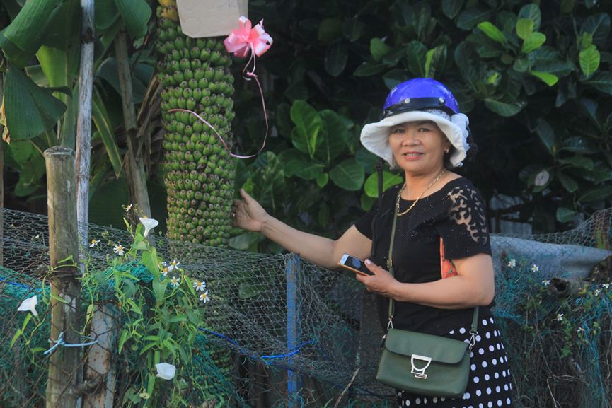 Lạ lùng buồng chuối ra trái "đếm không xuể" - 10