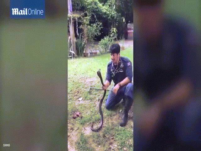 Thế giới - “Người Nọc Độc” Thái Lan bị rắn cắn hỏng tay vẫn ngày ngày lao đi bắt rắn