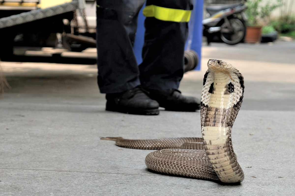 “Người Nọc Độc” Thái Lan bị rắn cắn hỏng tay vẫn ngày ngày lao đi bắt rắn - 2