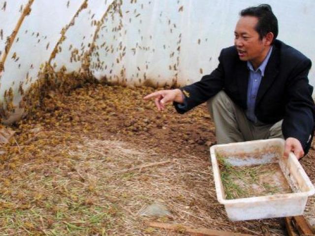 Thị trường - Tiêu dùng - Phát tài nhờ nuôi loài côn trùng "bật tanh tách" ở bãi bồi ven sông