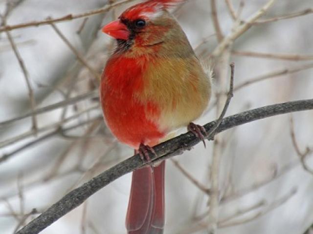 Phi thường - kỳ quặc - Kỳ lạ chú chim nửa bên trái là cái, nửa bên phải là đực