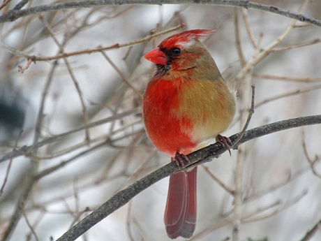 Kỳ lạ chú chim nửa bên trái là cái, nửa bên phải là đực - 1