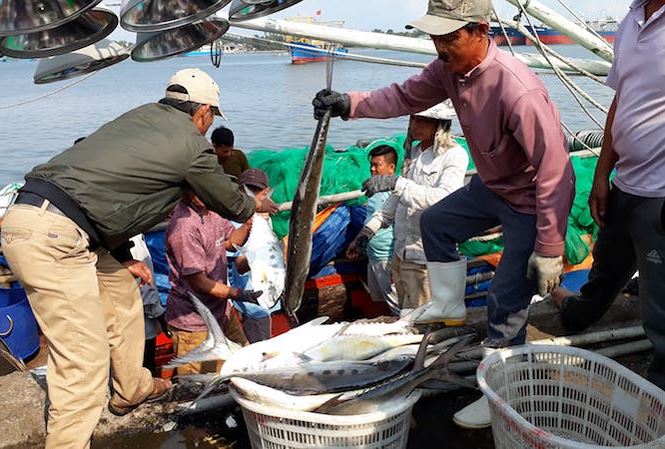 Ngư dân Quảng Trị trúng đậm mẻ cá bè vàng hơn 7 tỷ - 1