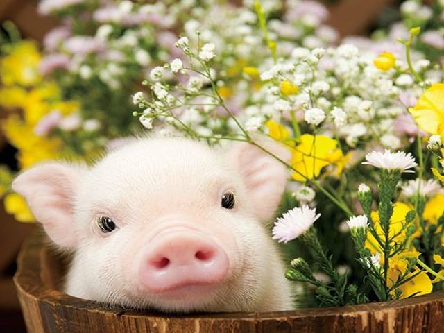 Bạn trẻ - Cuộc sống - Những nhược điểm và ưu điểm của người tuổi Hợi trong năm Kỷ Hợi