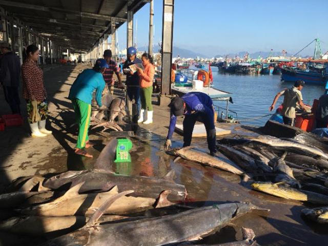 Thị trường - Tiêu dùng - Đầu năm, ngư dân miền Trung đã kiếm vài trăm triệu đồng/chuyến biển