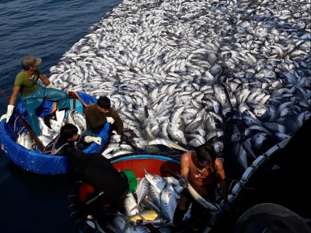 Tin tức trong ngày - Ngư dân kể chuyện 32 giờ đánh mẻ cá "khủng" 120 tấn