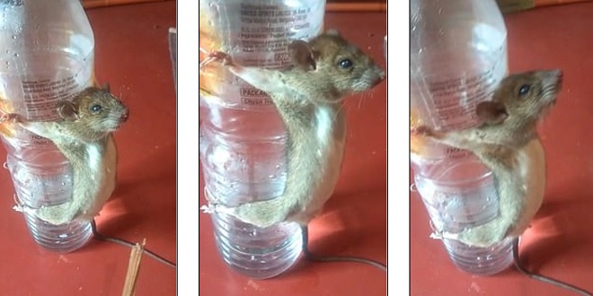 Video: Chuột bị trói vào chai nhựa, tra tấn vì “gặm” dây sạc điện thoại - 1