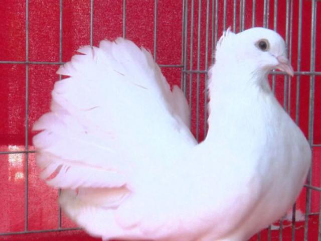 Thị trường - Tiêu dùng - Ngắm những chú chim bồ câu giá trăm triệu "khoe dáng"