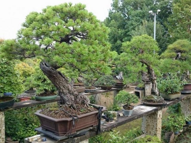 Nhật Bản: Bị trộm cây quý 400 năm tuổi và phản ứng bất ngờ của người chủ