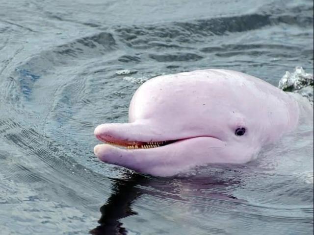 Phi thường - kỳ quặc - Cá heo hồng cực hiếm bỗng xuất hiện chào mừng ngày Valentine