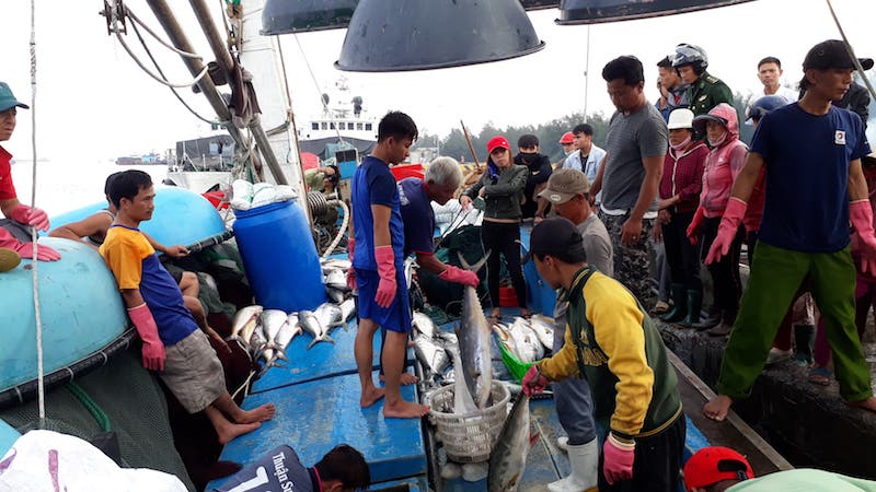 Ngư dân kể chuyện 32 giờ đánh mẻ cá "khủng" 120 tấn - 2